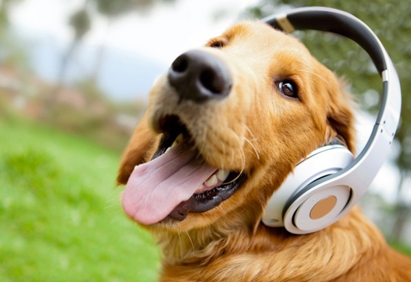 Dog-Song-Petshop-WordPress-Theme