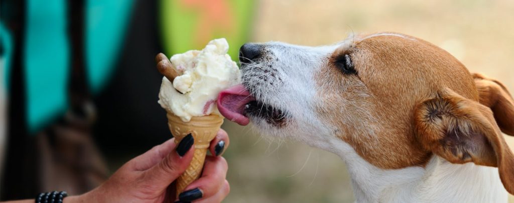 Can Dogs Eat Ice Cream?